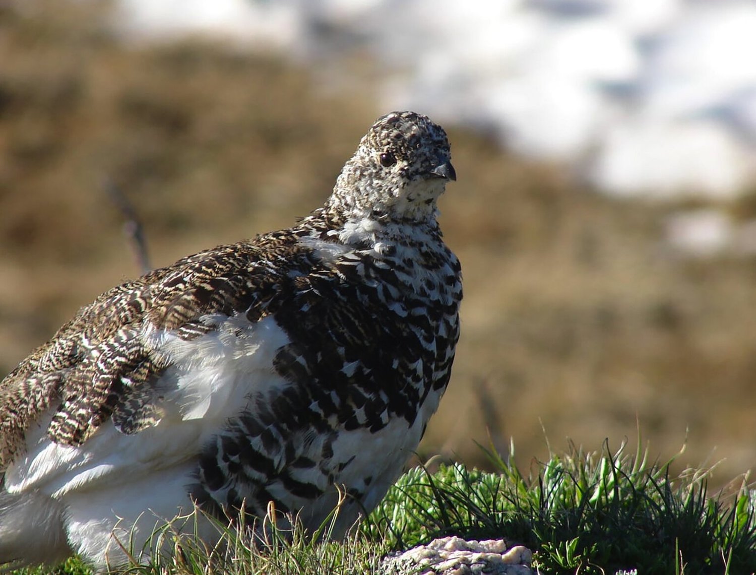 The Mount Rainier white-tailed ptarmigan is found in the Cascade Mountains and spends its entire life on mountaintops. The birds move seasonally between snow-covered habitat and summer alpine meadows. (Peter Plage / U.S. Fish & Wildlife Service, file)